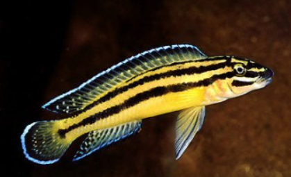 Julidocrom Regani