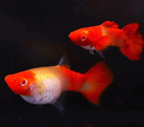 Koi Guppy