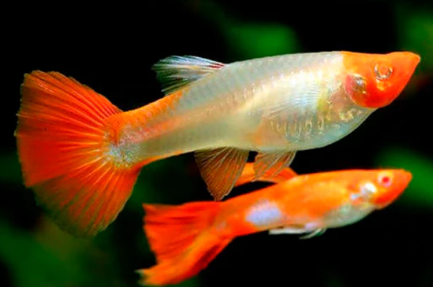 Koi Guppy