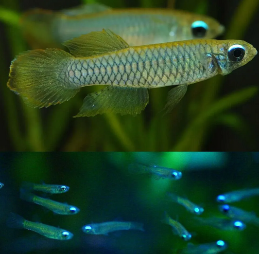 Lamp eye tetra