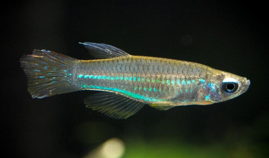 Lamp eye tetra