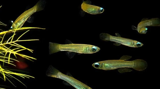 Lamp eye tetra