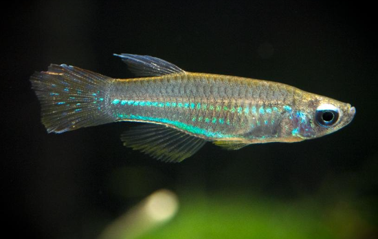 Lamp eye tetra