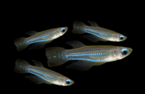 Lamp eye tetra