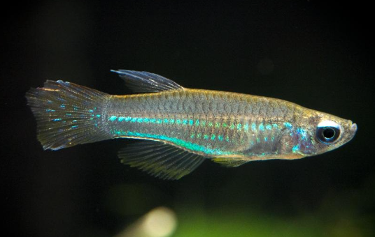 Lamp eye tetra