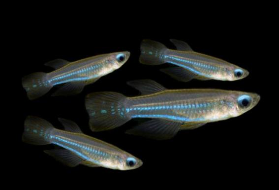 Lamp eye tetra