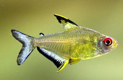 Lemon Tetra