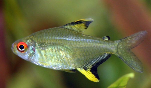 Lemon Tetra