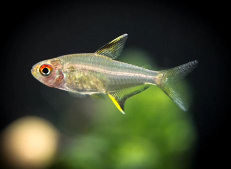 Lemon Tetra
