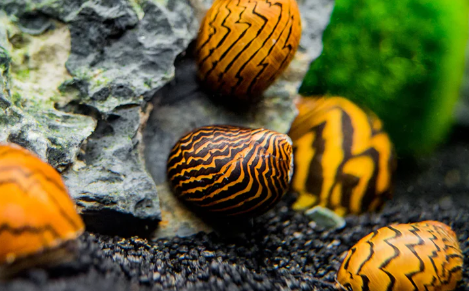 Lightning Bolt Nerite Snail