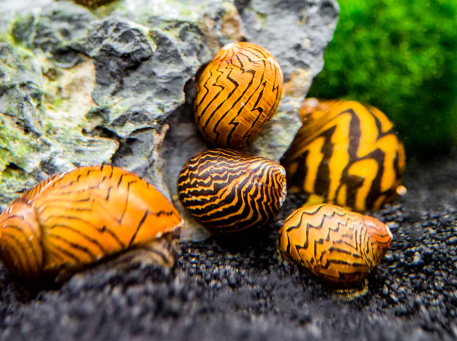 Lightning Bolt Nerite Snail