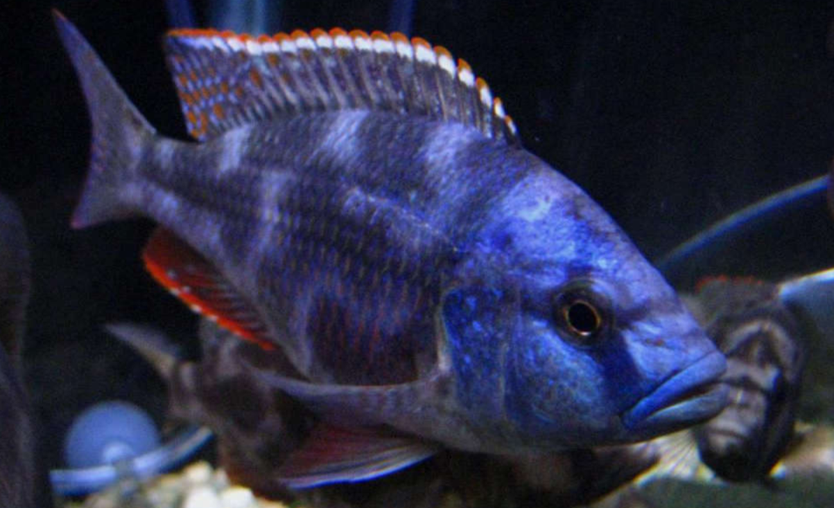 Living stonni Cichlid