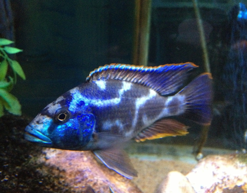 Living stonni Cichlid