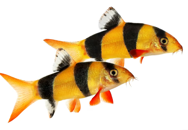Loach