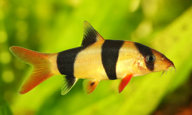 Loach
