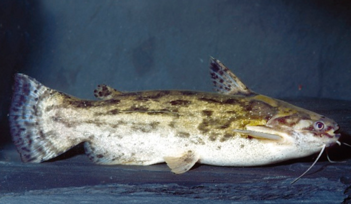 Local Driftwood fish
