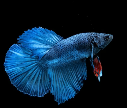 Local betta