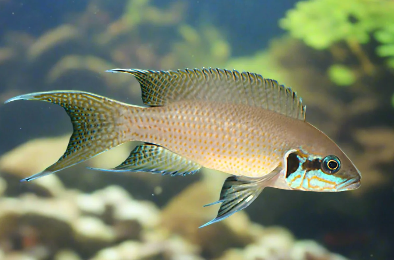 Brichardi Lyretail cichlid