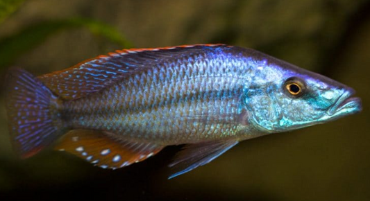 Malawi Eye bitter Cichlid 3 inches
