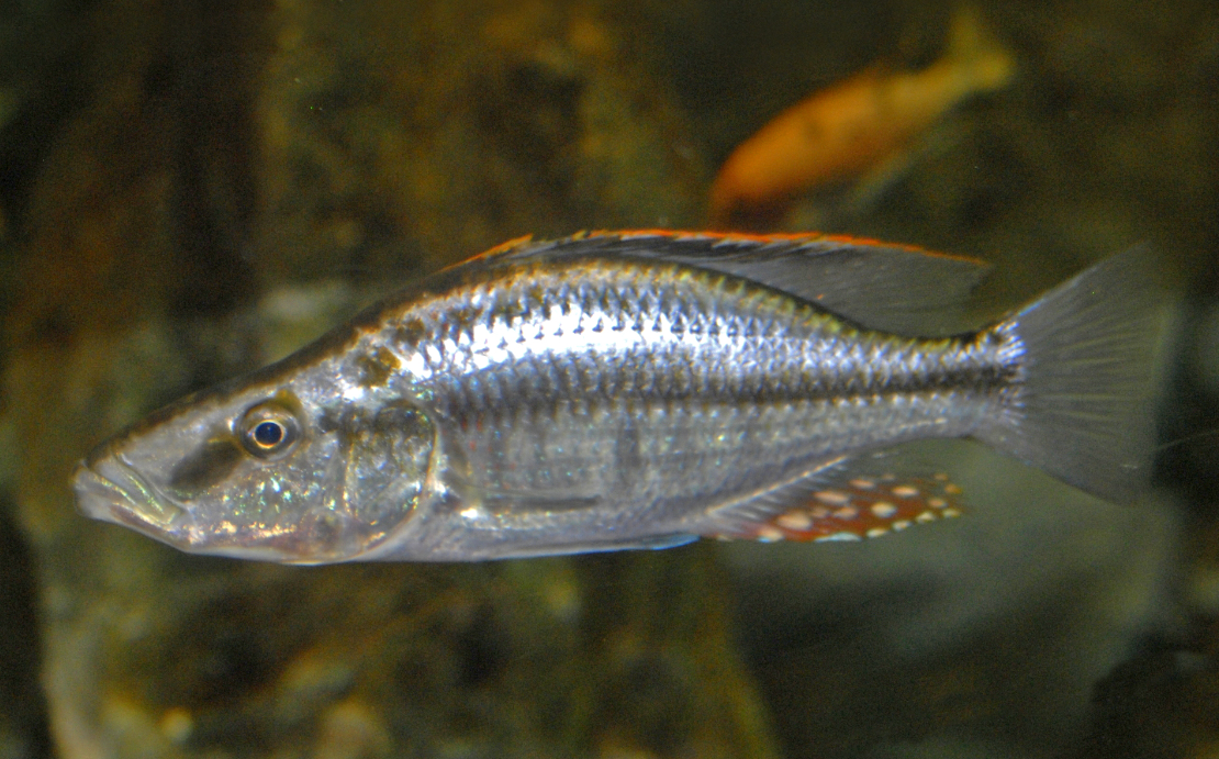 Malawi Eye bitter Cichlid 3 inches