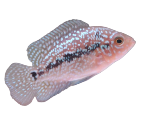 Male FlowerHorn 2 inches