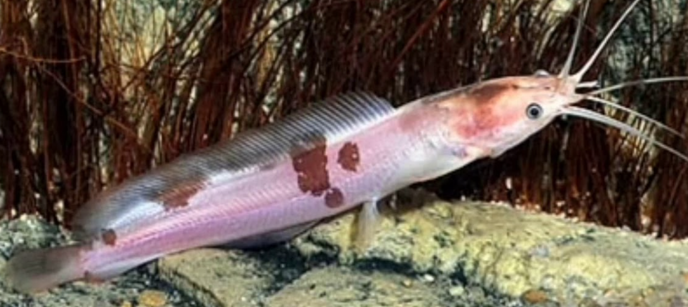 Marble catfish