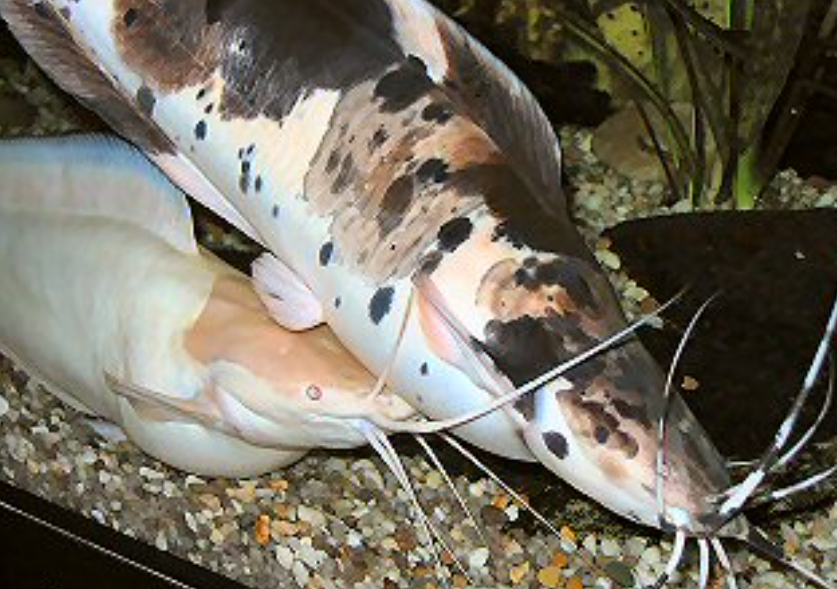 Marble catfish