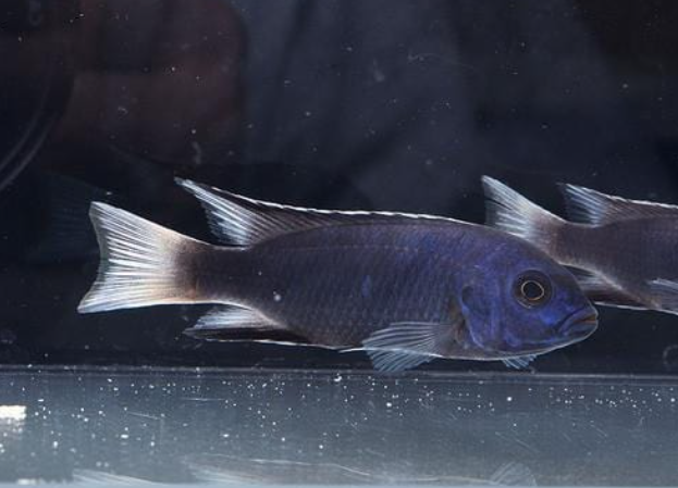 White Tail Acei Pseudotropheus elegans 3inch