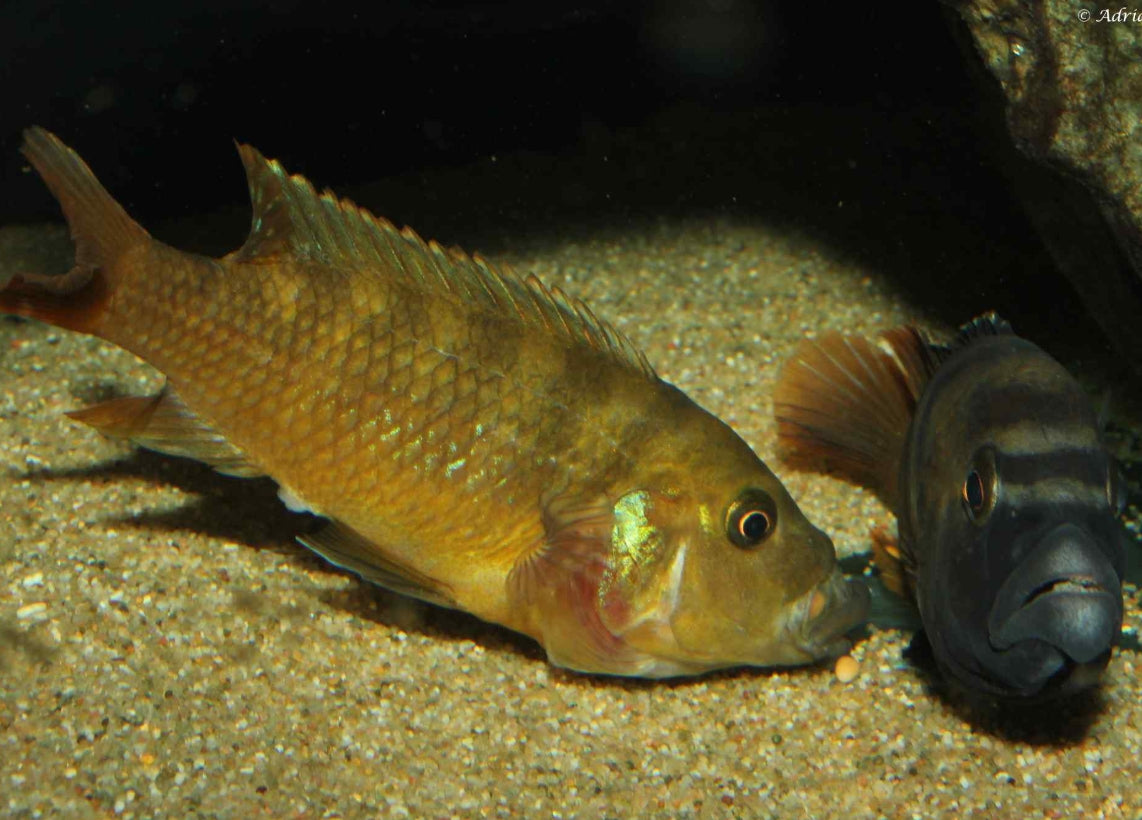 Melanochromis labrosus