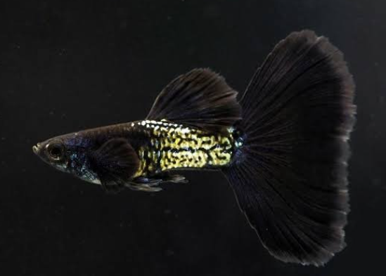 Mettalic Black Guppy