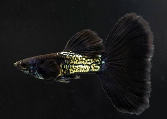 Mettalic Black Guppy