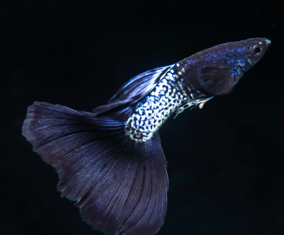 Mettalic Black Guppy