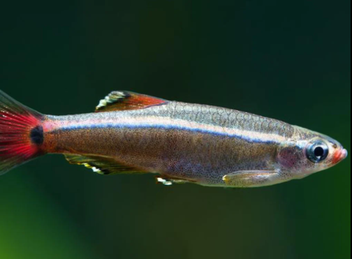 Minnow Tetra.