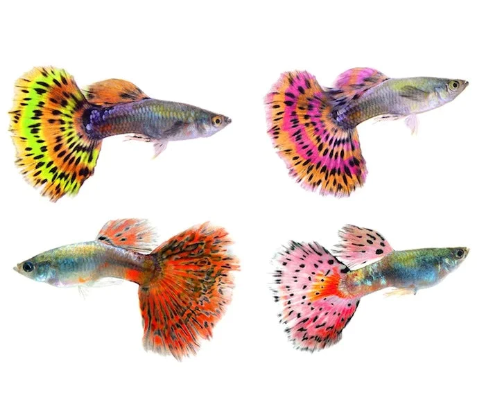 Mixed Male Guppy