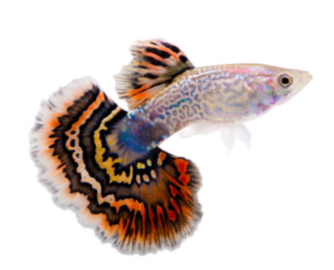 Mixed Male Guppy