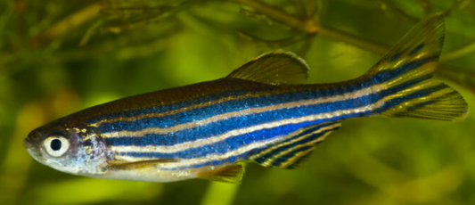 Mixed Zeebra fish