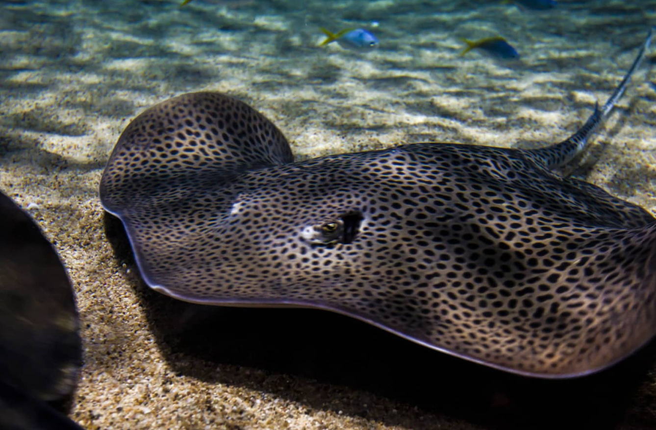 Montero String Ray