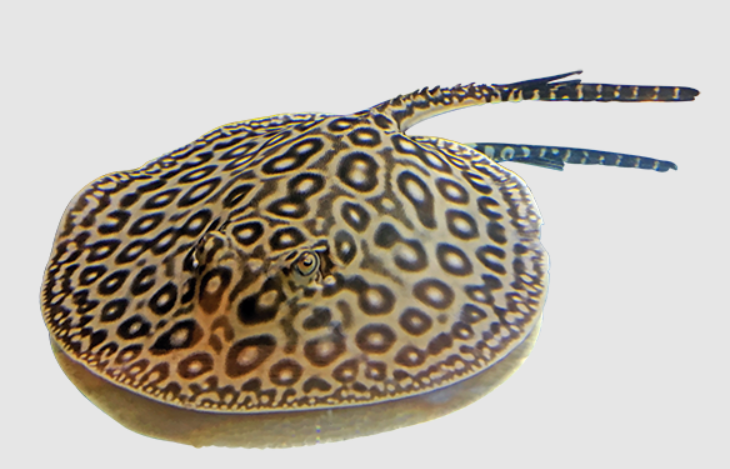 Montero String Ray