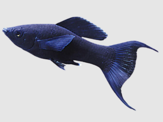Moon Tail Molly