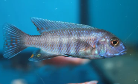 Morps Mbuna