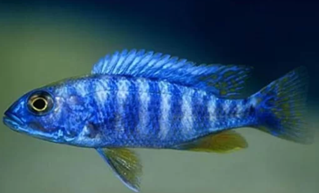 Morps Mbuna