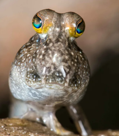 Mudskipper