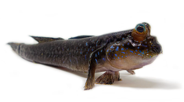 Mudskipper