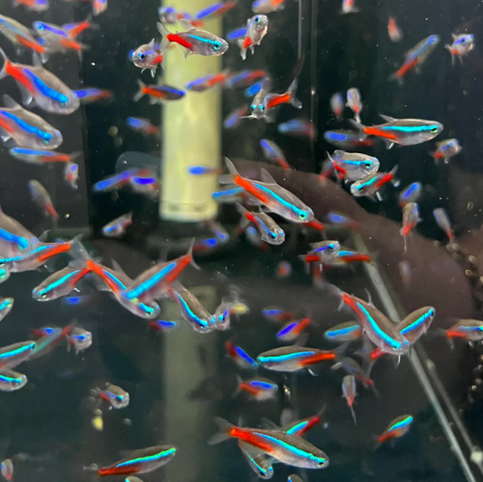Neon Tetra XLL