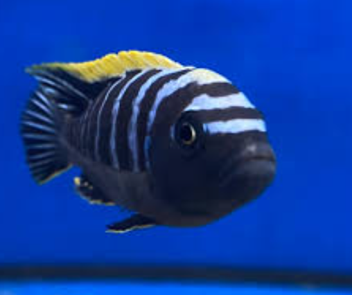 Ndonga Deep Cynotilapia Zebroides "Deep Ndonga"