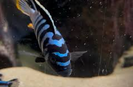 Ndonga Deep Cynotilapia Zebroides "Deep Ndonga"