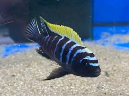 Ndonga Deep Cynotilapia Zebroides "Deep Ndonga"