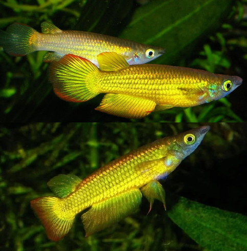 Neon Yellow Penchex