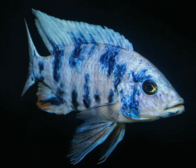 OB Blue Peacock 3 inches