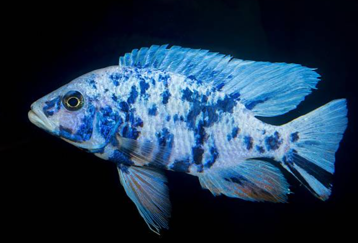 OB Blue Peacock 3 inches